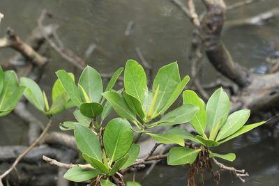 Rhizophora stylosa, photographed by Greg Tasney