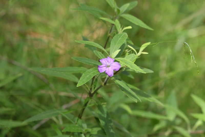 Ruellia longepetiolata, photographed by Greg Tasney