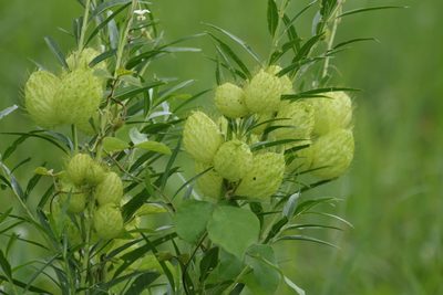 Gomphocarpus fruticosus, photographed by Greg Tasney