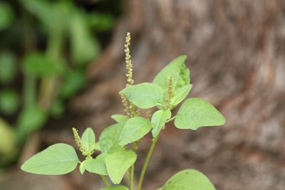 Amaranthus viridis, photographed by Greg Tasney