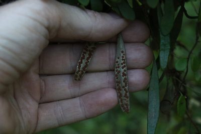 Pyrrosia rupestris, photographed by Greg Tasney