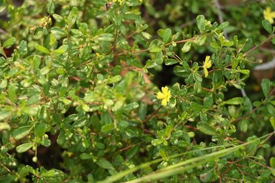 Hibbertia aspera, photographed by Greg Tasney