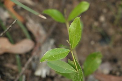 Podolobium scandens, photographed by Greg Tasney