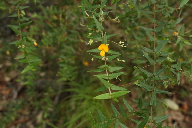 Podolobium aciculiferum, photographed by Greg Tasney