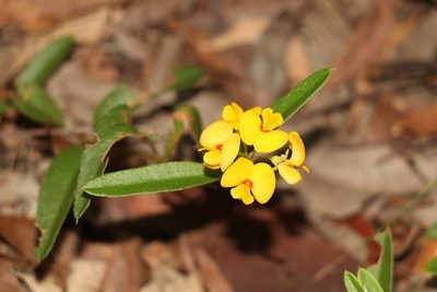 Podolobium scandens, photographed by Greg Tasney