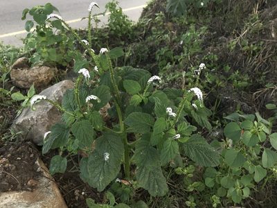 Heliotropium indicum, photographed by Meghaa