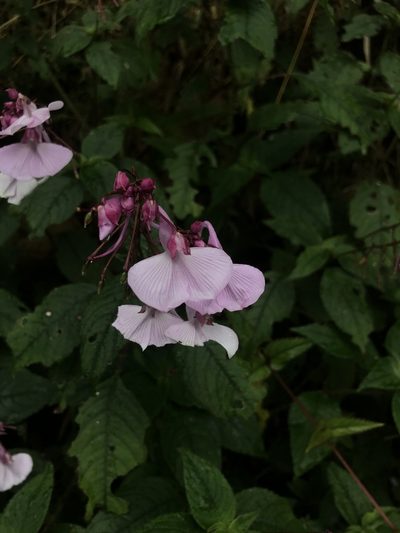 Impatiens maculata, photographed by Meghaa