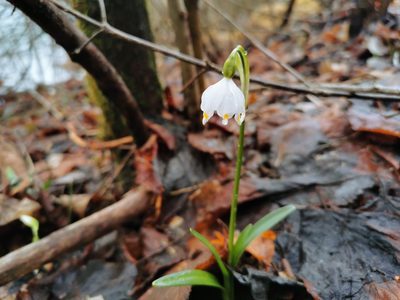 Leucojum vernum, photographed by Larissa Schatz