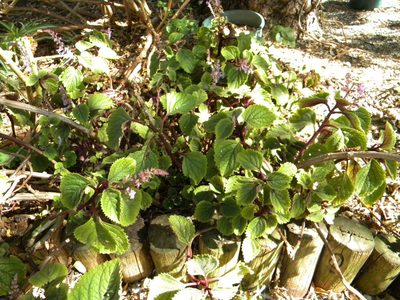 Plectranthus ciliatus, photographed by Tim Kirsten