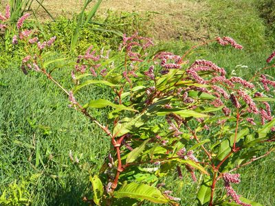 Persicaria lapathifolia, photographed by Tim Kirsten