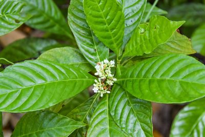 Psychotria nervosa, photographed by Jay Pruett
