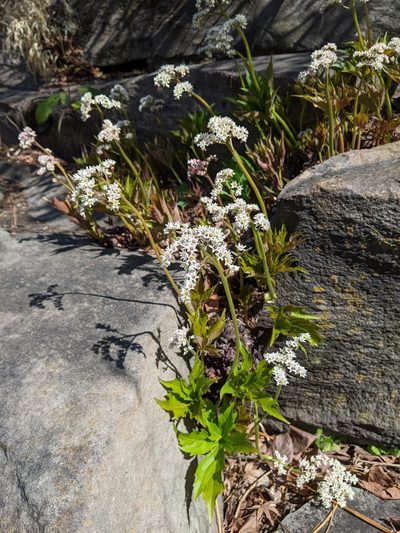 Mukdenia rossii, photographed by Timur Kalininsky