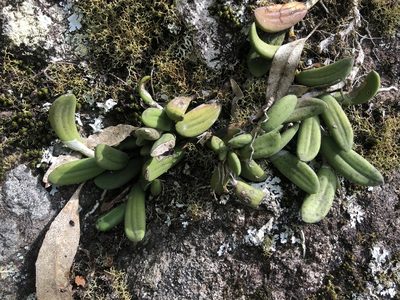 Dendrobium linguiforme, photographed by Samuel Frankel