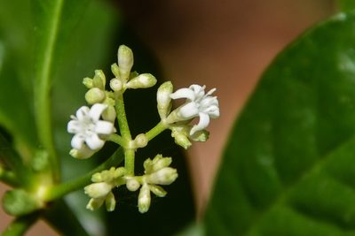 Psychotria nervosa, photographed by Jay Pruett
