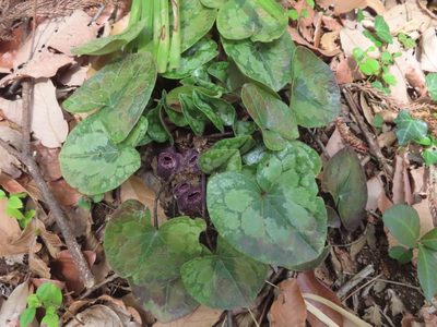 Asarum tamaense, photographed by mami_t_t