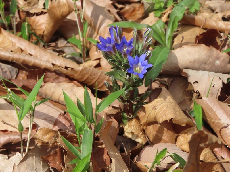 Gentiana zollingeri, photographed by mami_t_t