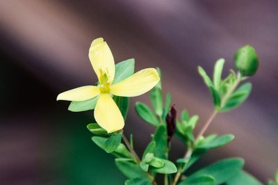 Hypericum hypericoides, photographed by Jay Pruett