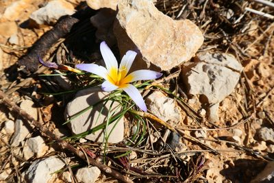 Romulea bulbocodium, photographed by Felix Puff