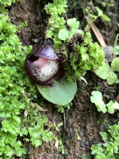 Corybas hispidus, photographed by Samuel Frankel