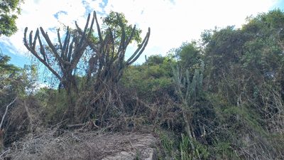 Cereus hildmannianus, photographed by JG