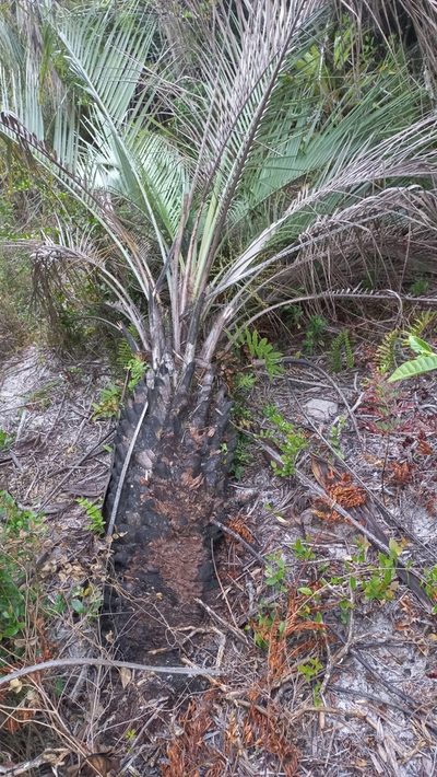 Butia catarinensis, photographed by JG