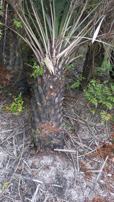 Butia catarinensis, photographed by JG