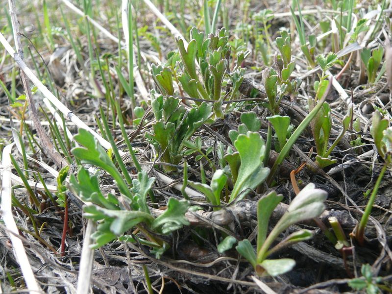 Arctanthemum arcticum, photographed by Matt Bowser