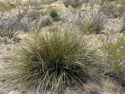 Nolina texana, photographed by CK2AZ