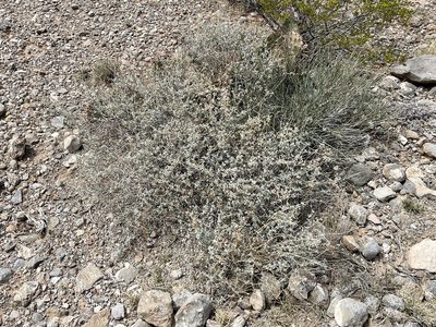 Parthenium incanum