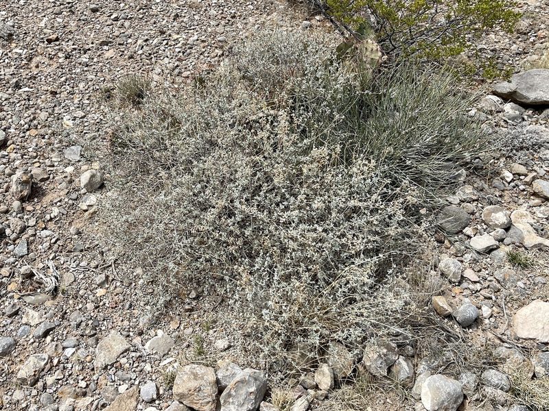 Parthenium incanum, photographed by CK2AZ