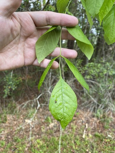 Fraxinus caroliniana, photographed by Daniel Patterson