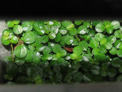 Pilea depressa, photographed by chiuluan