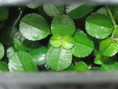 Pilea depressa, photographed by chiuluan