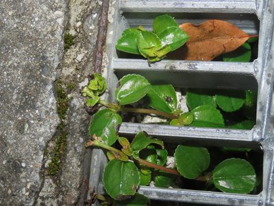 Pilea depressa, photographed by chiuluan