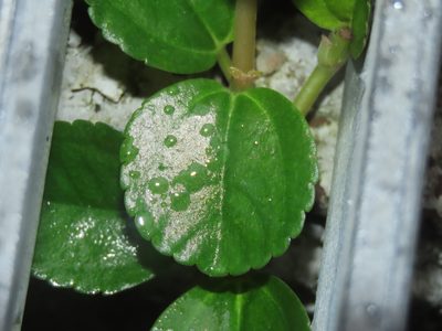 Pilea depressa, photographed by chiuluan