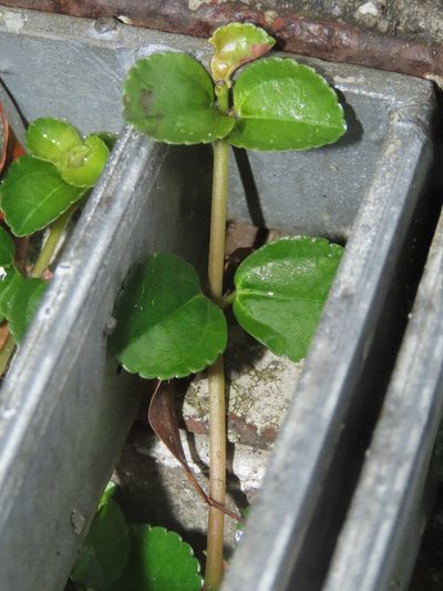 Pilea depressa, photographed by chiuluan