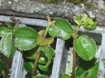 Pilea depressa, photographed by chiuluan