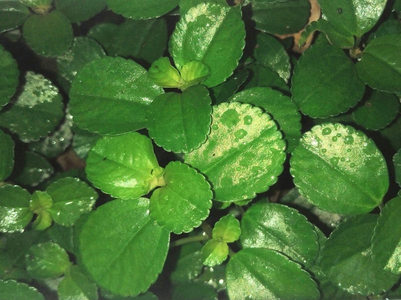 Pilea depressa, photographed by chiuluan