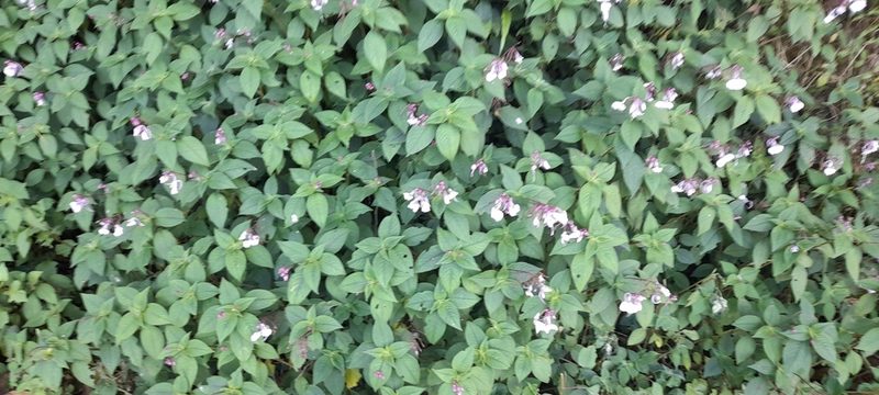 Impatiens maculata, photographed by P Jeganathan