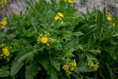 Sonchus congestus, photographed by Christina s.l.