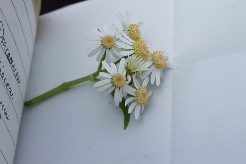 Pericallis echinata, photographed by Christina s.l.