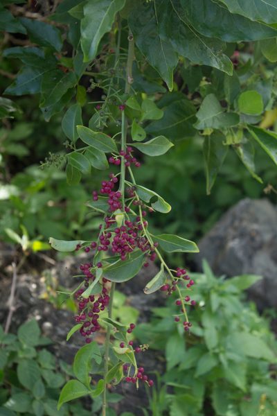 Bosea yervamora, photographed by Christina s.l.