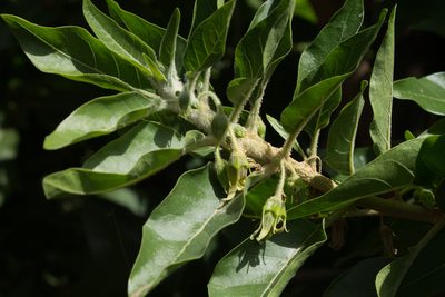 Withania aristata, photographed by Christina s.l.
