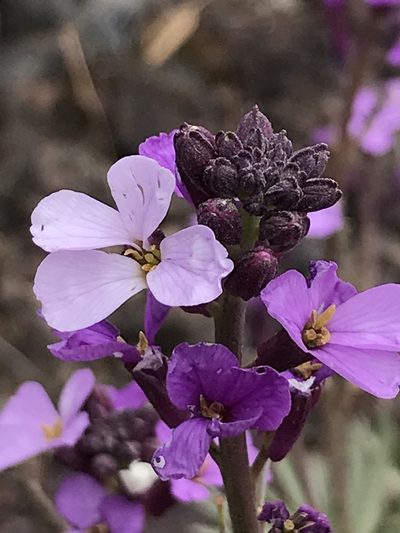 Erysimum virescens, photographed by monkeyjodey