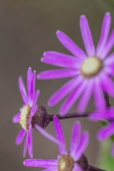Pericallis echinata, photographed by Christina s.l.