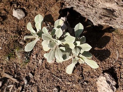 Antennaria parvifolia, photographed by Craig Martin