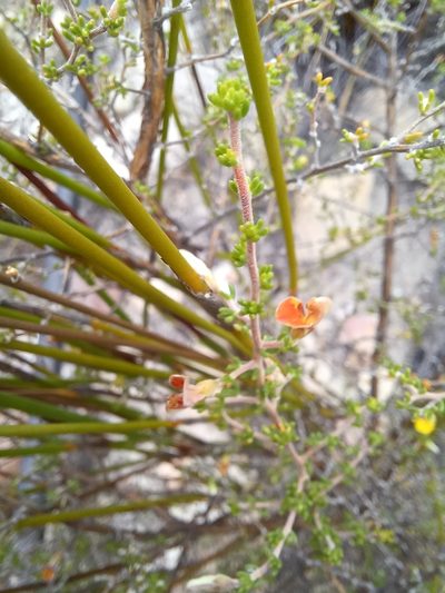 Aspalathus pilantha, photographed by Danie Palm