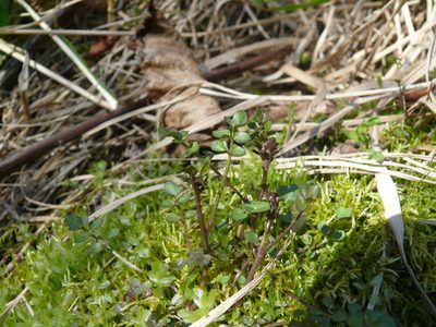 Cardamine umbellata, photographed by Matt Bowser