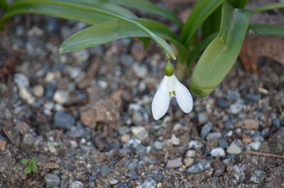 Galanthus woronowii, photographed by Liam Steele
