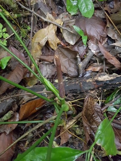 Anthurium pentaphyllum, photographed by Celso Henrique Varela Rios